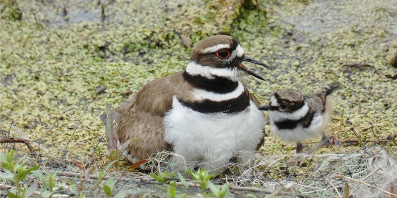 Killdeer adult and chick