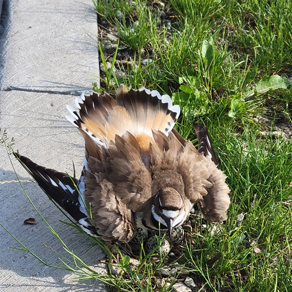 Killdeer feigning injury