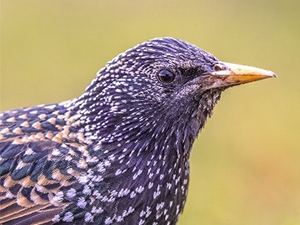 European starling