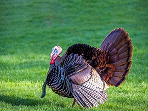 Turkey