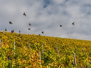 Vineyard