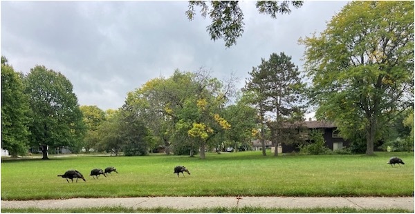Grazing turkeys