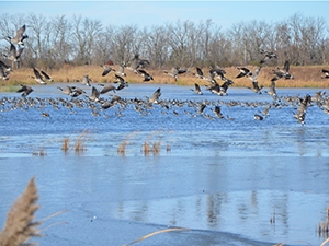 Geese during mild winters