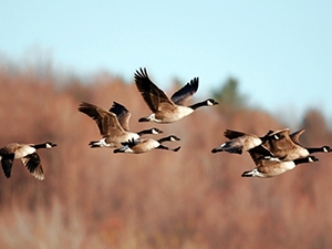 Migrating Canada geese