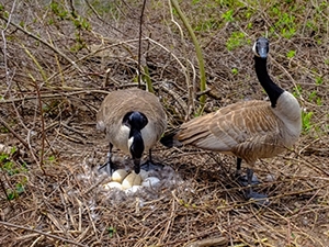 Pair of Canada geese