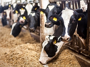 Cows on a dairy farm