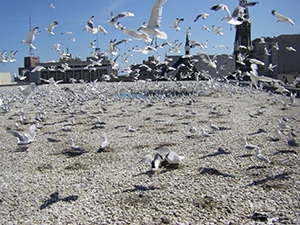 Gulls on a rooftop