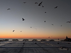 Flying gulls at sunset