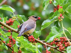 Bird eating soft fruit