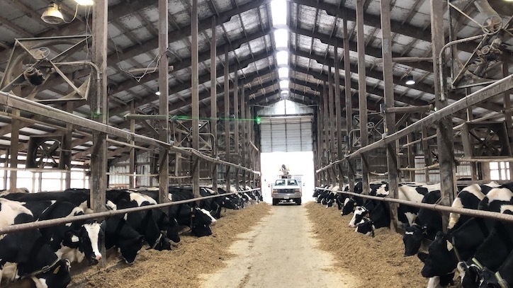 Bird control laser at a dairy farm