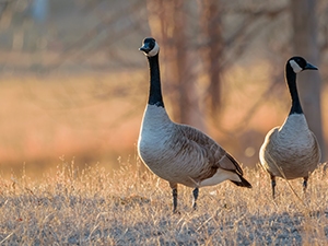Two Canada geese on a field