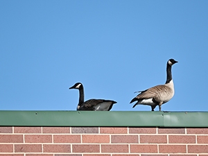 Two Canada geese on a rooftop