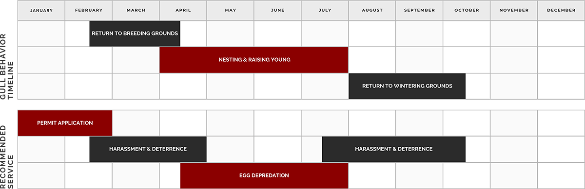 Gull management schedule by month: Gull Removal Services