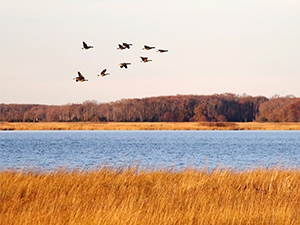 Migrating geese