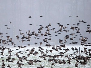 Flock of birds