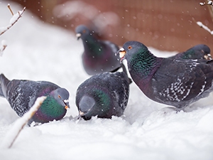 Birds in snow