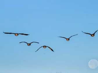 humane bird control