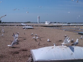 gull egg removal
