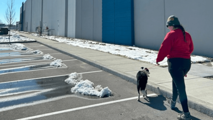 dog handling: Geese Deterrent Systems 