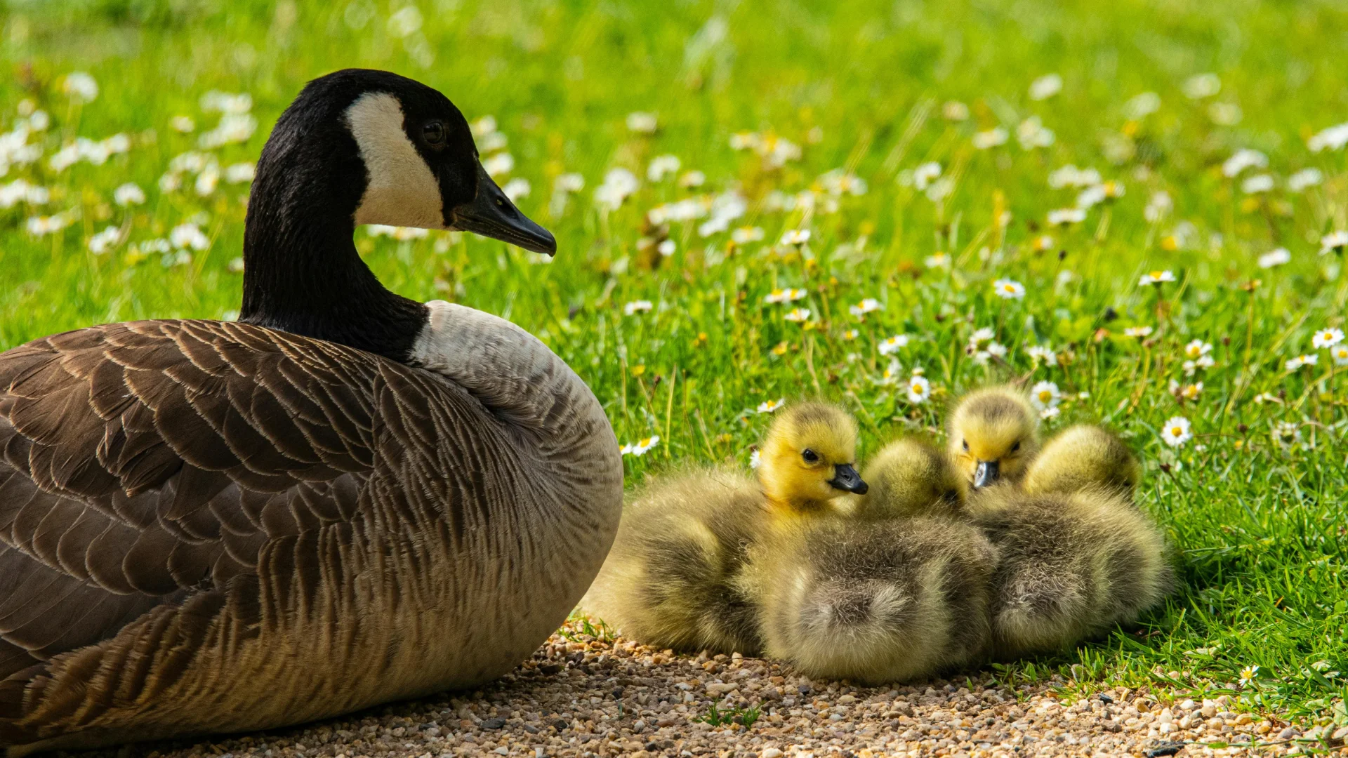 Prevent Geese From Nesting