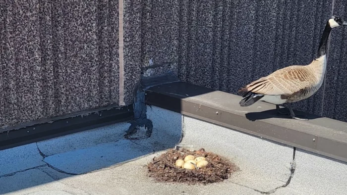 Prevent Geese From Nesting 