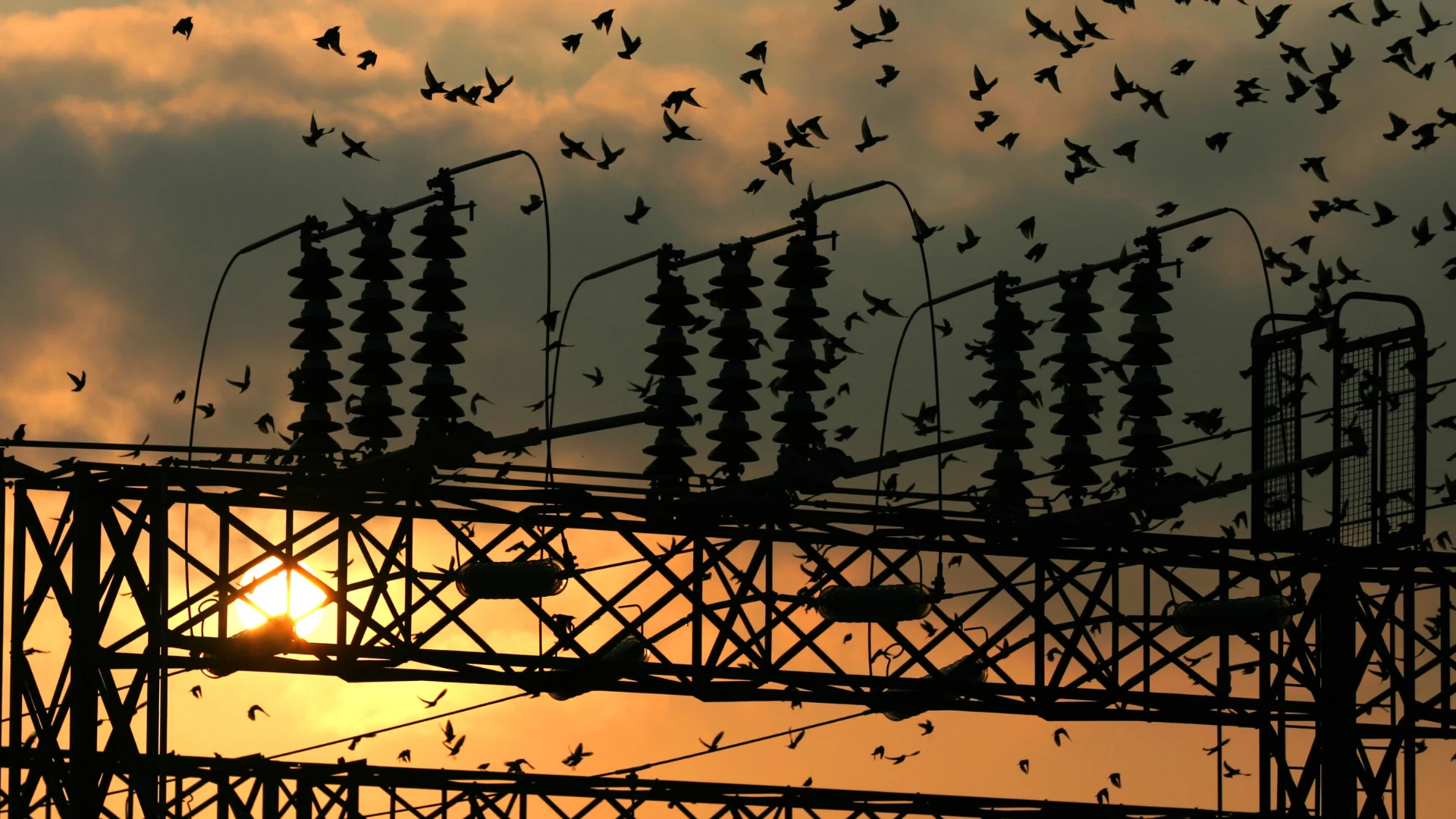 power substations outages caused by nuisance birds