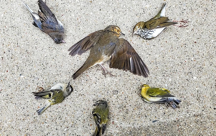 Bird Window Collisions Bird Window Collisions