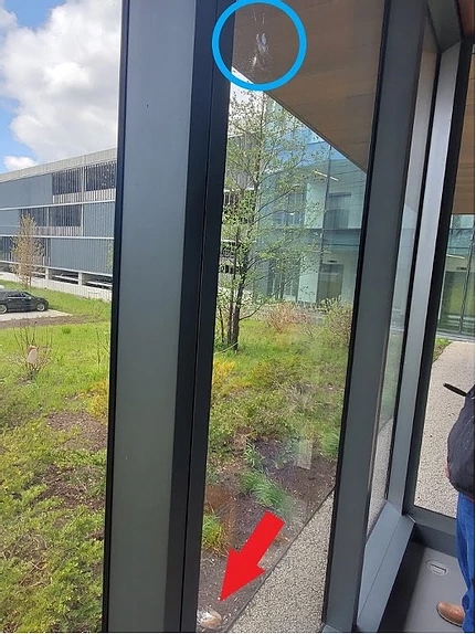 Bird Window Collisions Bird Window Collisions