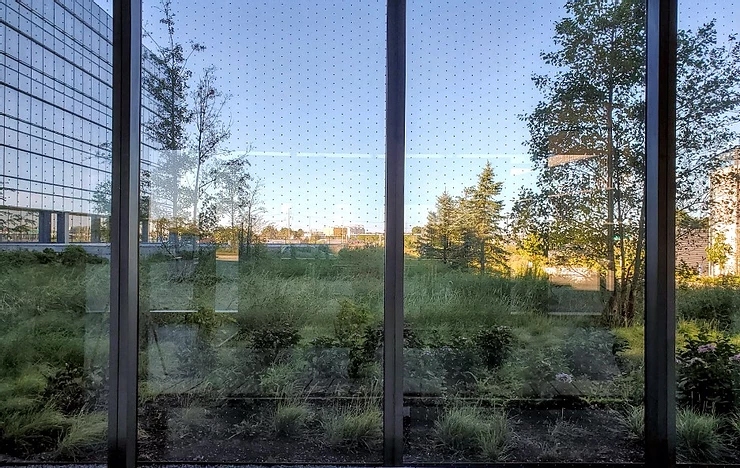 Bird Window Collisions Bird Window Collisions
