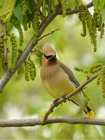 Bird Window Collisions Bird Window Collisions