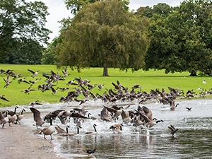 How to Keep Ponds & Lakes Clean When Geese are Present Geese in pond