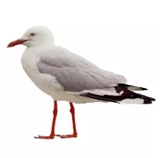 Gull