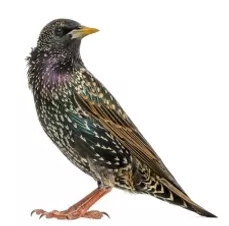 Starling Starling