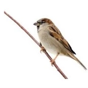 Sparrows