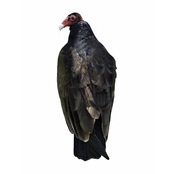 Turkey Vultures