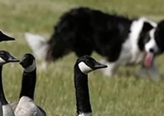 Dog Service Dog Service