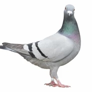 Pigeons