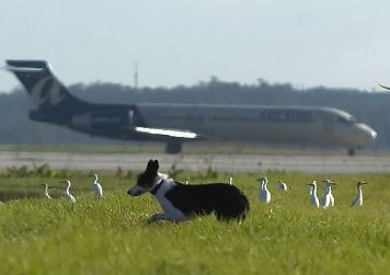 Airport Wildlife Hazard Management