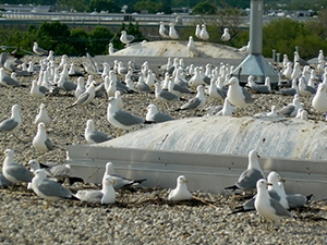 Gulls Nesting on Rooftop
