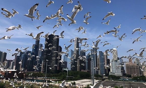 Gull Swarm