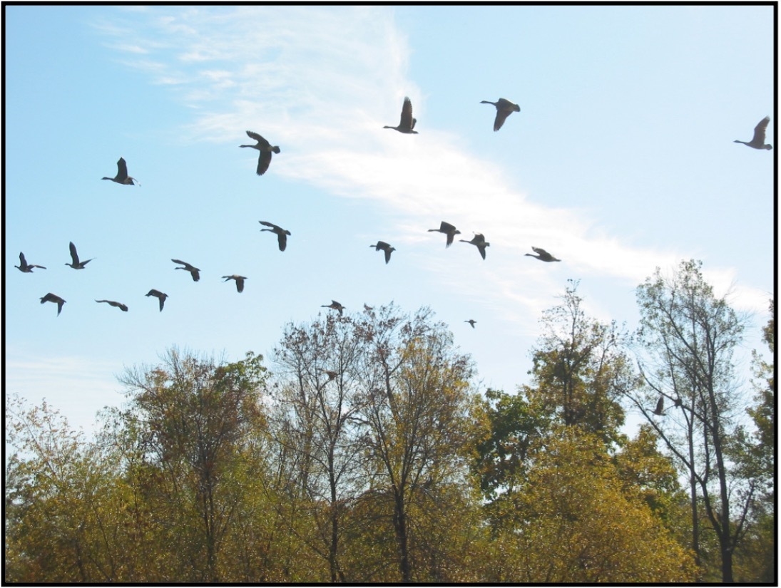 Flocking birds Flocking birds