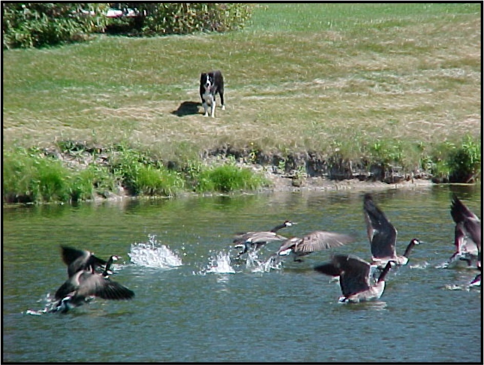 Dog Chasing Geese Dog Chasing Geese