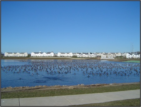 Geese in Body of Water Geese in Body of Water