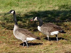 Goose Eating Fruit Goose Eating Fruit