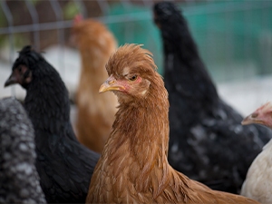 Goose Problems H5N1 Alert