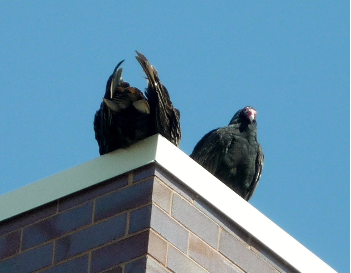 Turkey Vulture