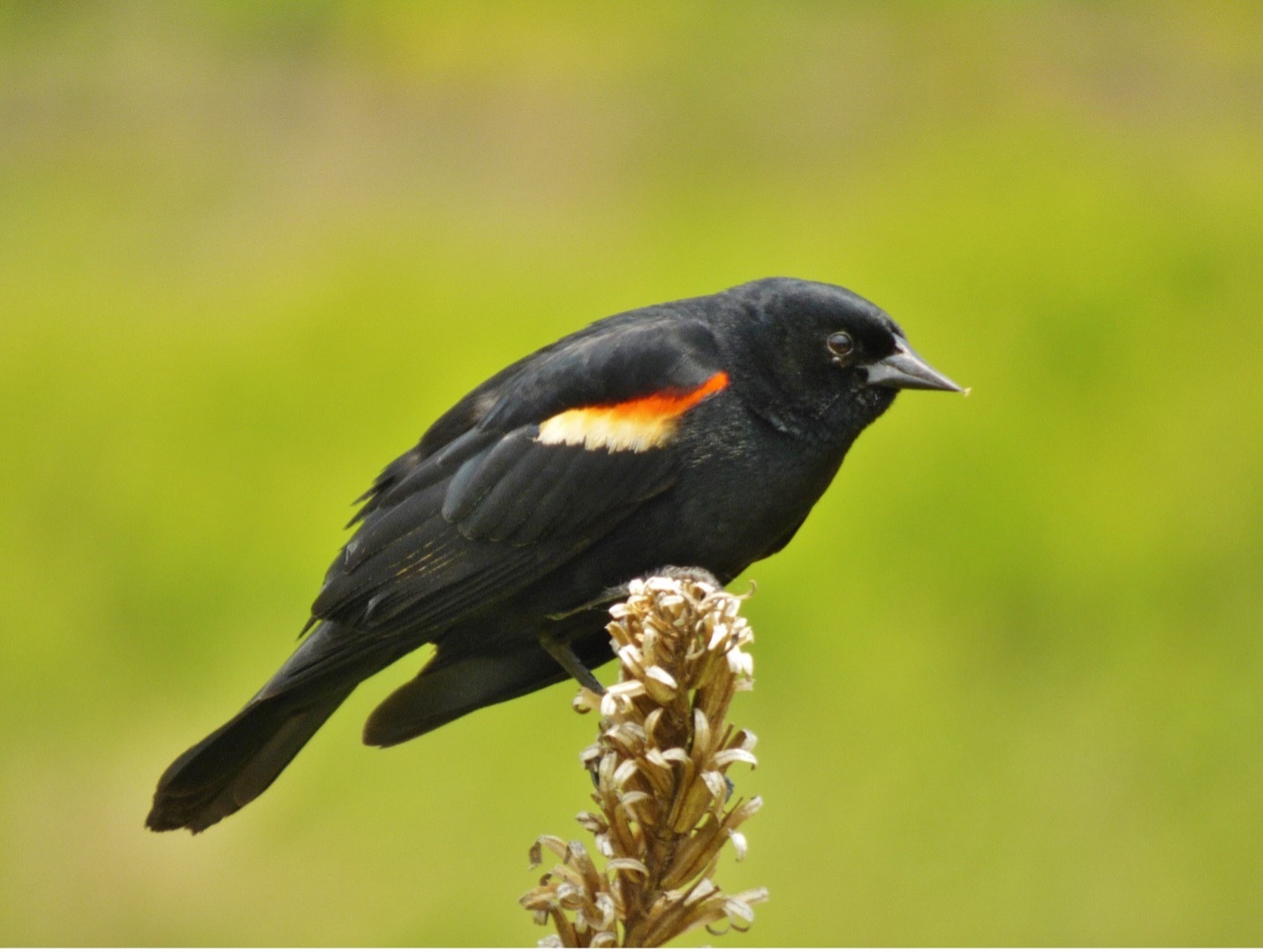 Protect Your Sweet Corn Crop from Hungry Birds Male Red Winged Blackbird