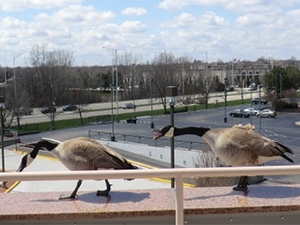 A Guide to Goose and Gull Egg Depredation Permits in Illinois Geese on ledge