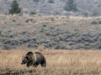 Grizzly Bear