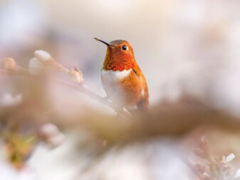 Rufous Hummingbird